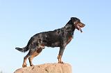 BEAUCERON 178